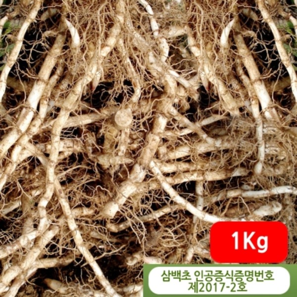 삼백초뿌리 1kg - 국산 삼백초생뿌리 삼백초종자