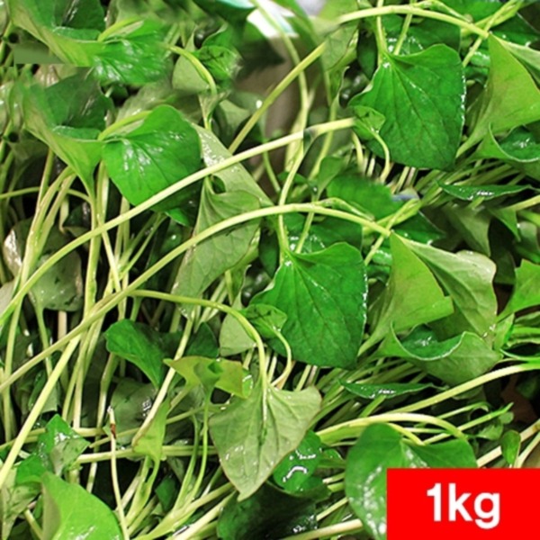 어성초생초 1kg - 잘키운 국산 약초 생어성초 잎줄기