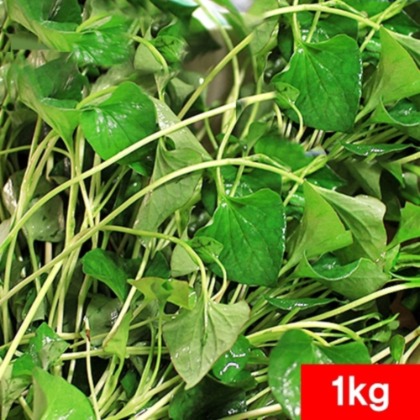 어성초생초 1kg - 잘키운 국산 약초 생어성초 잎줄기